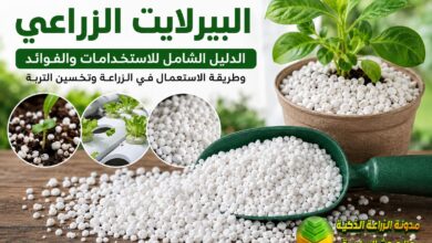ما هو البيرلايت الزراعي؟ دليل شامل لتحسين التربة والزراعة المائية وزراعة الأصص