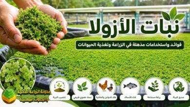 نبات الأزولا: الذهب الأخضر في الزراعة المستدامة وإنتاج الأعلاف والأسمدة الطبيعية