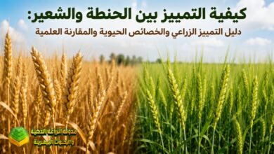 كيفية التمييز بين الحنطة والشعير: دليل التمييز الزراعي والخصائص الحيوية والمقارنة العلمية