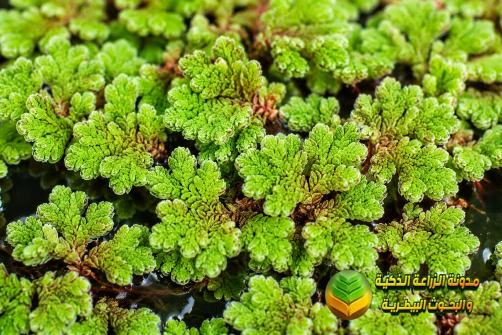 التركيب النباتي للأزولا
