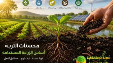 دور محسنات التربة في الزراعة المستدامة وتحسين صحة التربة