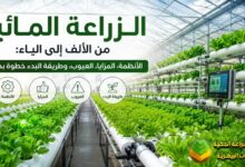 الزراعة المائية من الألف إلى الياء: الأنظمة، المزايا، العيوب، وطريقة البدء خطوة بخطوة