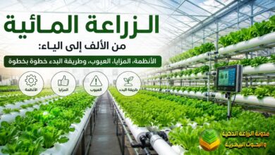 الزراعة المائية من الألف إلى الياء: الأنظمة، المزايا، العيوب، وطريقة البدء خطوة بخطوة