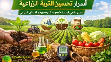 أسرار تحسين التربة الزراعية: دليل علمي لزيادة خصوبة التربة ورفع الإنتاج الزراعي