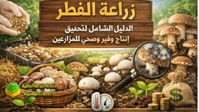 زراعة الفطر: الدليل الشامل لتحقيق إنتاج وفير وصحي للمزارعين