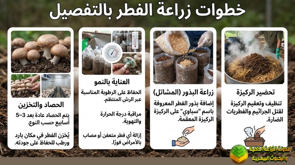 خطوات زراعة الفطر بالتفصيل