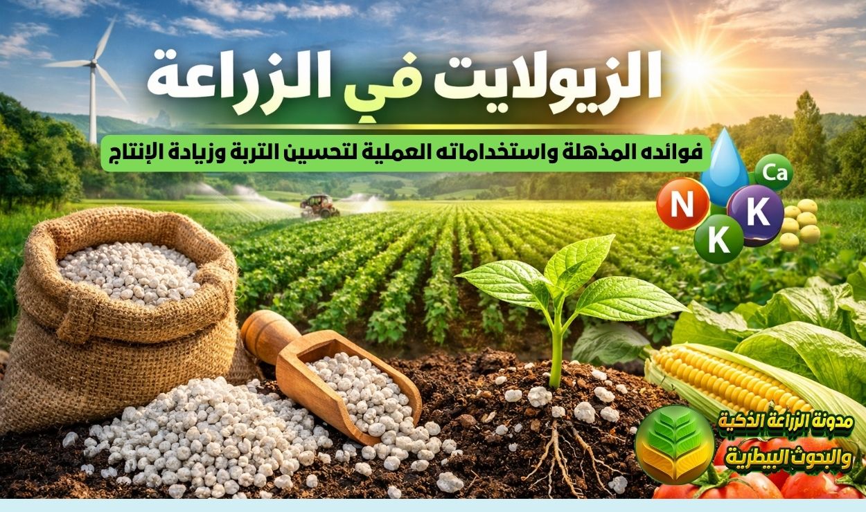 الزيولايت في الزراعة: فوائده المذهلة واستخداماته العملية لتحسين التربة وزيادة الإنتاج