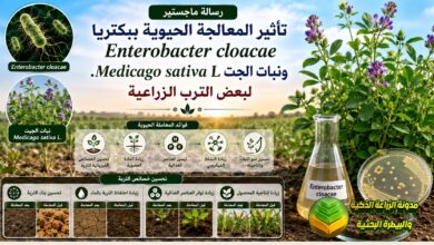معالجة التربة الملوثة بالعناصر الثقيلة: دراسة استخدام بكتيريا الرايزوسفير ونبات الجت