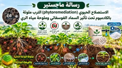 دراسة عن الاستصلاح الحيوي للترب الملوثة بالكادميوم وتأثير السماد الفوسفاتي والملوحة