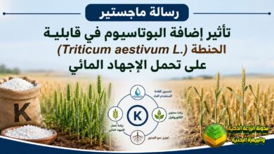 تسميد الحنطة بالبوتاسيوم لمواجهة الإجهاد المائي: دراسة أكاديمية لترشيد المياه وزيادة حاصل