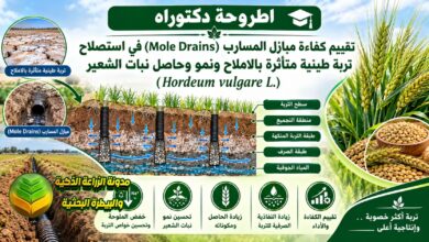استصلاح الترب الطينية بمبازل المسارب الحصوية: دراسة أكاديمية لمزارعي الشعير