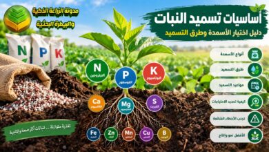 أساسيات تسميد النبات: دليل لفهم احتياجات النباتات واختيار الأسمدة وتطبيقها بطريقة صحيحة