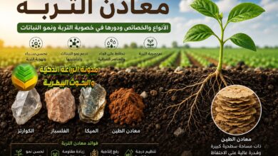 معادن التربة: الأنواع والخصائص ودورها في خصوبة التربة ونمو النباتات