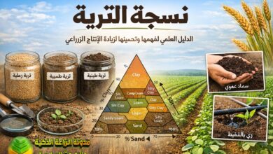 نسجة التربة: الدليل العلمي الشامل لفهمها وتحسينها لزيادة الإنتاج الزراعي