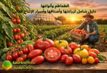 الطماطم وأنواعها: دليل شامل لزراعتها وأصنافها وأسرار الإنتاج العالي