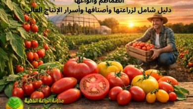 الطماطم وأنواعها: دليل شامل لزراعتها وأصنافها وأسرار الإنتاج العالي