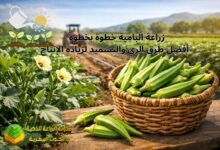 زراعة البامية خطوة بخطوة | أفضل طرق الري والتسميد لزيادة الإنتاج