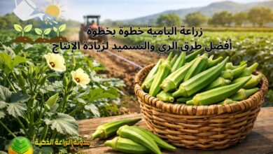 زراعة البامية خطوة بخطوة | أفضل طرق الري والتسميد لزيادة الإنتاج