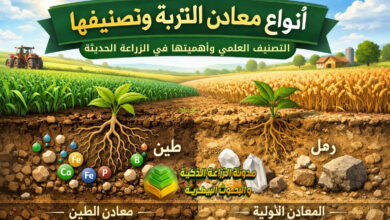 أنواع معادن التربة: التصنيف العلمي وأهميتها في الزراعة الحديثة