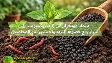 سماد دودة الأرض (الفيروكمبوست): أسرار رفع خصوبة التربة وتحسين نمو المحاصيل
