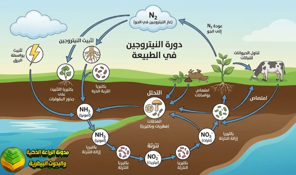 دورة النيتروجين في الطبيعة
