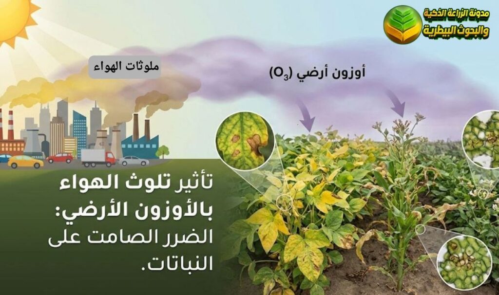 الأوزون الأرضي (O₃) بسبب تلوث الهواء