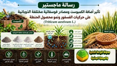 تسميد الحنطة بالفسفور والكمبوست: دراسة أكاديمية لزيادة الحاصل وحل مشكلة تثبيت التربة