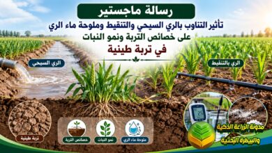 الري المالح بالتناوب التنقيط والسيح في الترب الطينية: دراسة لزيادة الحاصل وصيانة التربة