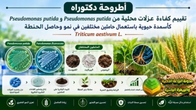 تسميد الحنطة بعزلات محلية من بكتريا كأسمدة حيوية: دراسة لزيادة الحاصل وتوفير التسميد