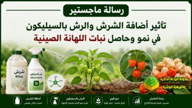 Chinese cabbage yield