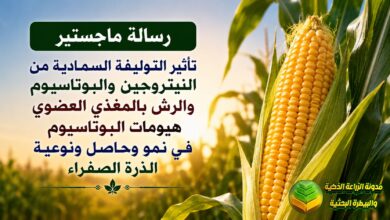 تسميد الذرة الصفراء بالتوليفة المعدنية وهيومات البوتاسيوم: دراسة أكاديمية لزيادة الحاصل
