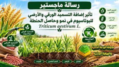 التسميد الورقي والأرضي للبوتاسيوم في الحنطة: دراسة أكاديمية لزيادة الحاصل وتحسين جودة