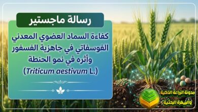 تسميد الحنطة بالسماد العضوي المعدني الفوسفاتي: دراسة لزيادة الحاصل وتوفير التسميد