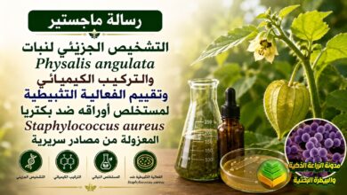 دراسة عن مستخلص نبات الفيزالس Physalis angulata لمكافحة البكتيريا العنقودية