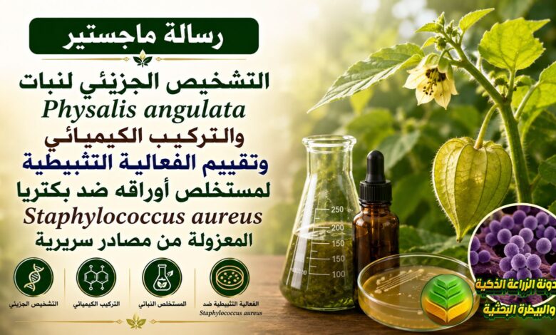 دراسة عن مستخلص نبات الفيزالس Physalis angulata لمكافحة البكتيريا العنقودية