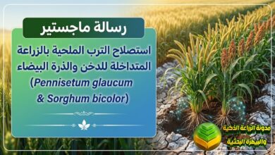 دراسة أكاديمية في استصلاح الترب الملحية بالزراعة المتداخلة للدخن والذرة البيضاء