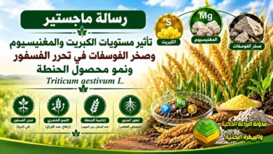 تسميد الحنطة بالصخر الفوسفاتي والكبريت والمغنيسيوم: دراسة لزيادة الحاصل وتوفير التكاليف