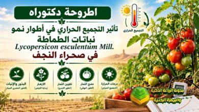 تأثير التجميع الحراري على نمو الطماطة في الترب الصحراوية: دراسة أكاديمية لزيادة الحاصل