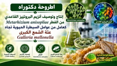 مكافحة عثة الشمع الكبرى بالفطر ميتاريزيوم: دراسة أكاديمية لحماية خلايا النحل حيوياً
