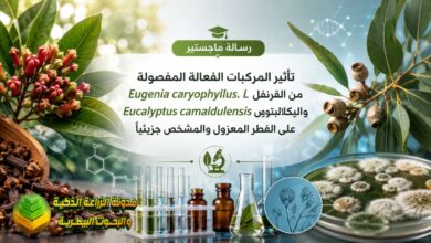 مكافحة تعفن الجذور بالمركبات النباتية: دراسة فاعلية القرنفل واليوكالبتوس كبدائل طبيعية