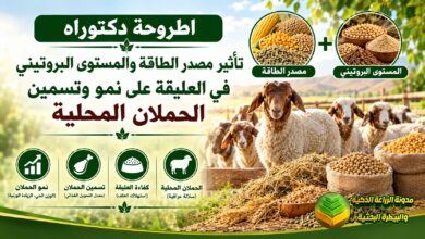 تسمين الحملان المحلية بسحالة الرز والمولاس: دراسة أكاديمية لزيادة أرباح مربي الأغنام