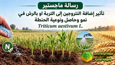 تسميد الحنطة بالرش الورقي باليوريا: دراسة أكاديمية لزيادة الحاصل وتوفير تكاليف الأسمدة
