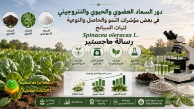 زراعة السبانخ العضوية والحيوية: دليل شامل لزيادة الحاصل وخفض النترات والأوكزالات