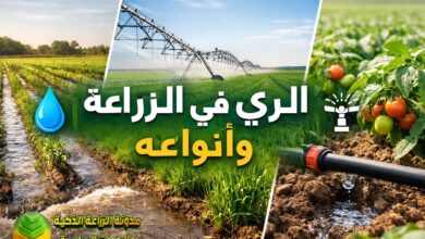 الري في الزراعة وأنواعه: تعرف على 8 انواع من الري الزراعي