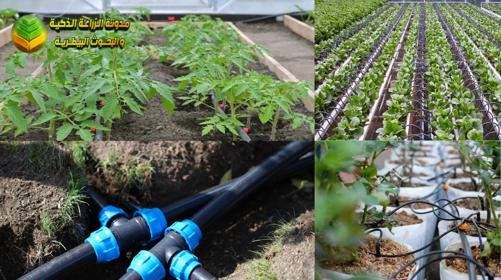 الري بالتنقيط (Drip Irrigation)