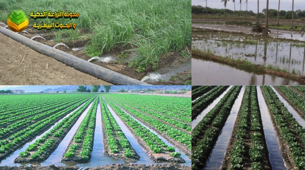 الري السطحي (Surface Irrigation)