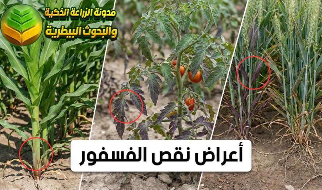 أعراض نقص الفسفور في النبات