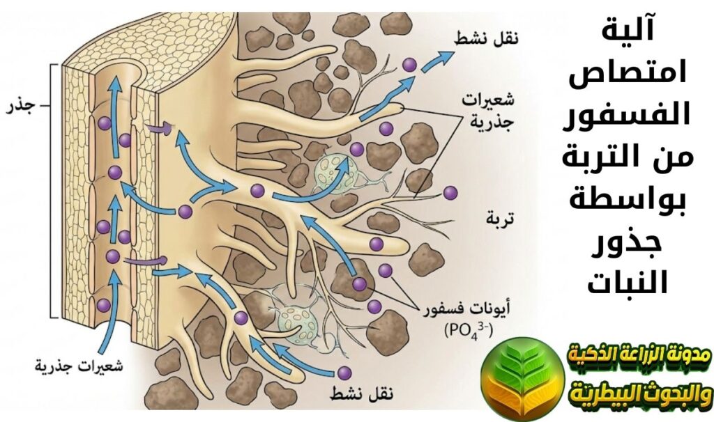 آلية امتصاص الفسفور من التربة بواسطة جذور النبات