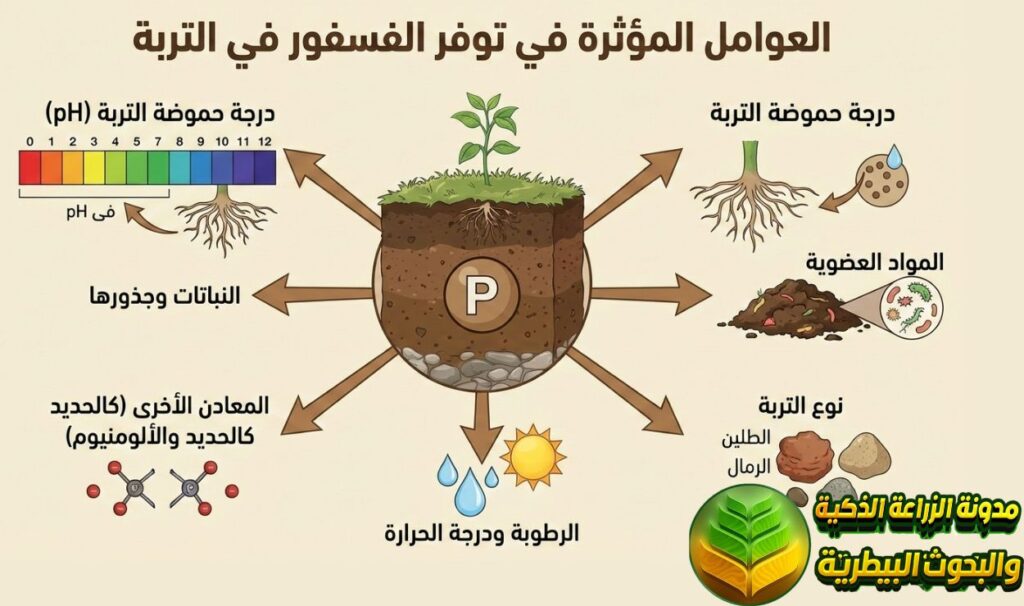 العوامل المؤثرة في توفر الفسفور في التربة