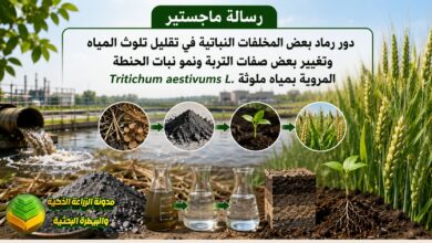 دراسة أكاديمية في استخدام رماد المخلفات النباتية لتقليل تلوث المياه وتحسين التربة